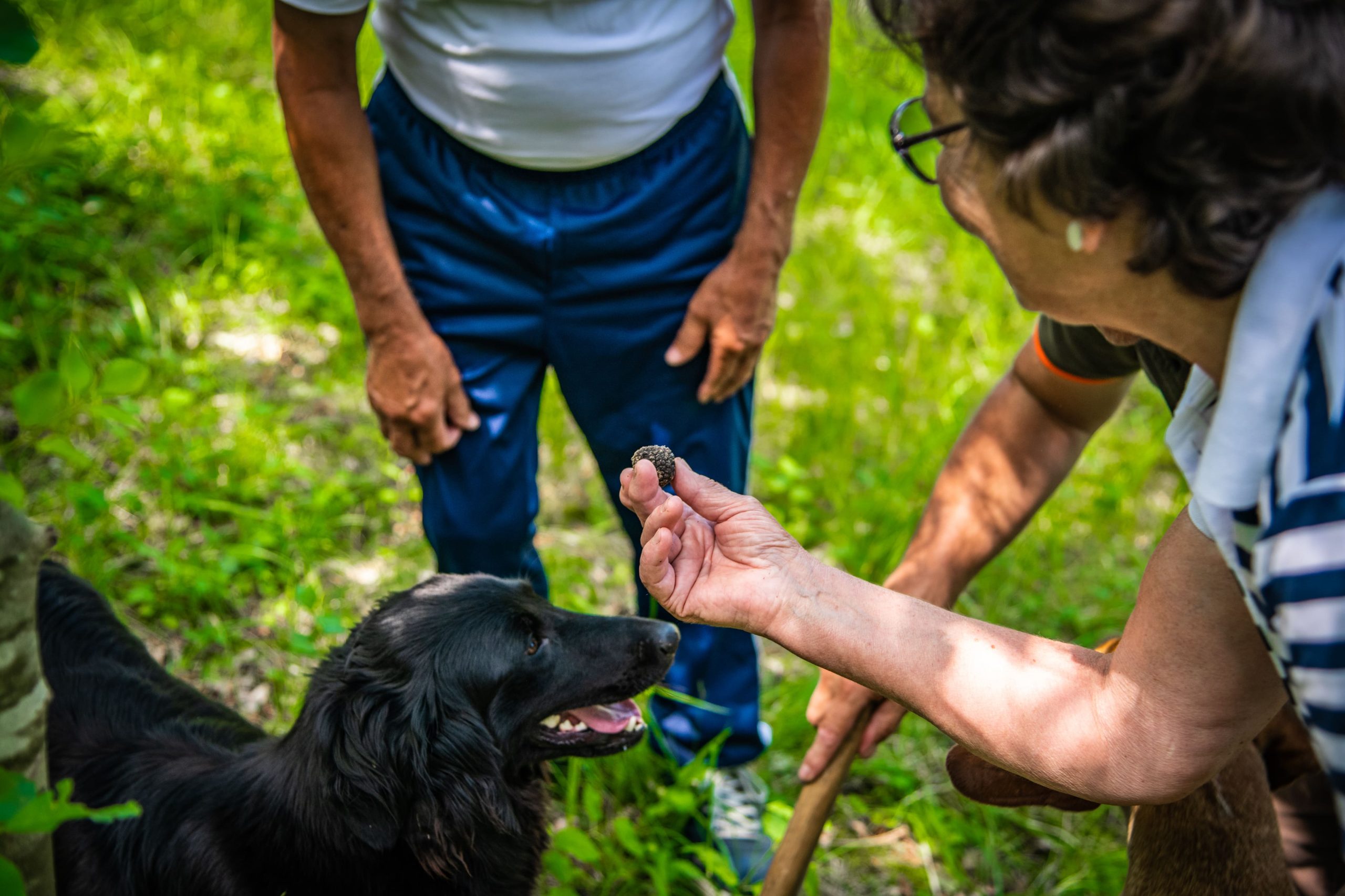 Truffle Hunting and wine tasting tour, Istria
