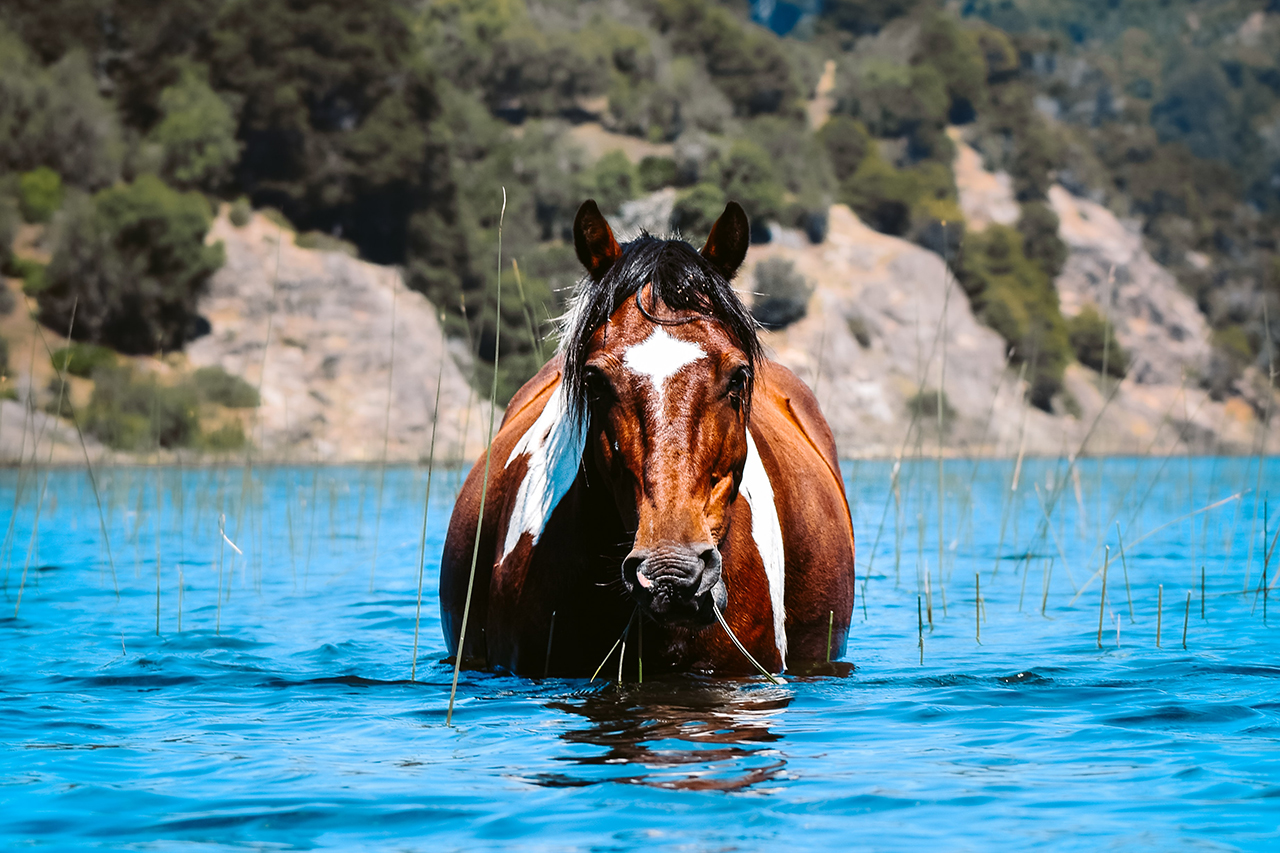 Perfecta Travel Brač island tour with riding horses on the beach image